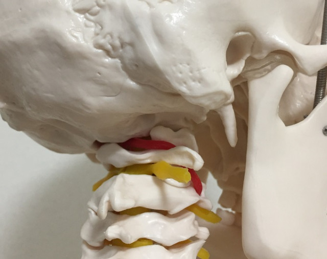 頸椎の骨格